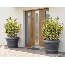 Scenă cu două plante în jardiniere în fața unei uși de intrare.