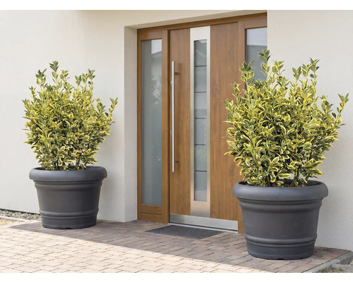 Scenă cu două plante în jardiniere în fața unei uși de intrare.