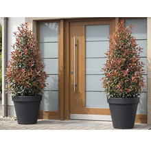 Doi arbuști Photinia în ghivece în fața unei uși de intrare