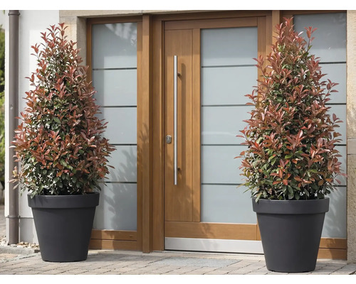 Doi arbuști Photinia în ghivece în fața unei uși de intrare