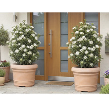 Două plante Viburnum tinus înflorite în ghivece de teracotă în fața unei uși de intrare.