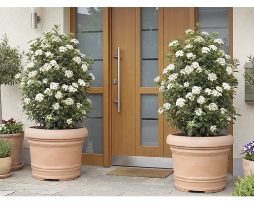 Două plante Viburnum tinus înflorite în ghivece de teracotă în fața unei uși de intrare.