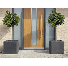 Arbori decorativi cu frunze în jardiniere pătrate în fața unei uși de intrare