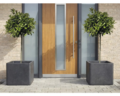 Arbori decorativi cu frunze în jardiniere pătrate în fața unei uși de intrare