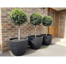 Trei sfere de buxus în jardiniere negre în fața unui zid de cărămidă.