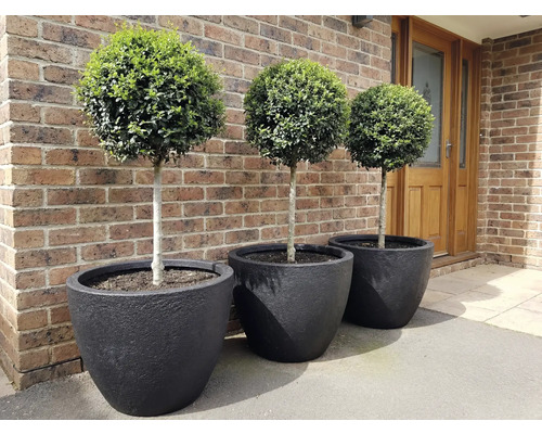 Trei sfere de buxus în jardiniere negre în fața unui zid de cărămidă.