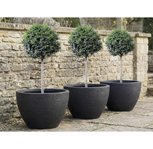 Trei buxusuri sub formă de sferă în ghivece negre
