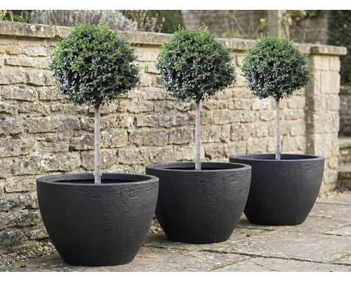 Trei buxusuri sub formă de sferă în ghivece negre