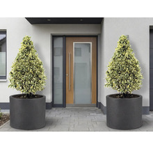 Zonă de intrare cu două plante conice în ghivece rotunde