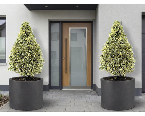 Zonă de intrare cu două plante conice în ghivece rotunde