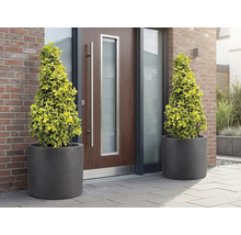 Doi copaci conici în ghivece în fața unei uși de intrare