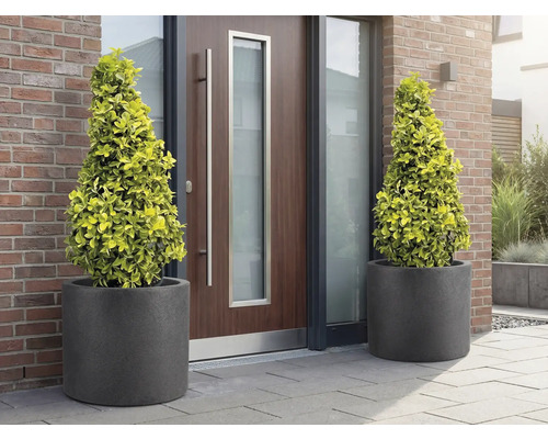 Doi copaci conici în ghivece în fața unei uși de intrare