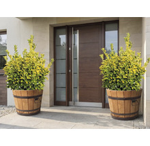 Plante decorative în cuve de lemn în fața unei uși de intrare