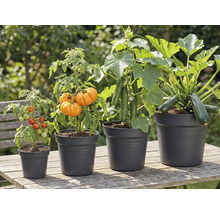 Diverse legume precum roșii, dovleci, castraveți și dovlecei în ghivece pe o masă