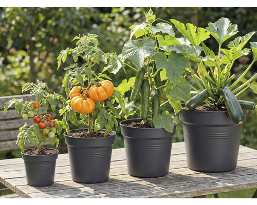 Diverse legume precum roșii, dovleci, castraveți și dovlecei în ghivece pe o masă