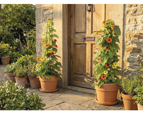 Flori în ghivece în fața unei uși de intrare