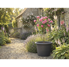 Scenă decorativă de grădină cu trandafir în ghiveci, înconjurat de flori și plante