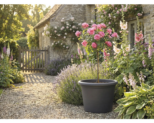 Scenă decorativă de grădină cu trandafir în ghiveci, înconjurat de flori și plante