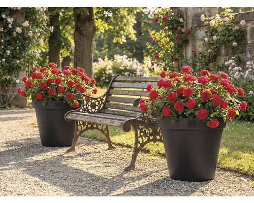 Grădină cu bancă și două ghivece cu trandafiri roșii