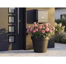 Trandafiri decorativi în ghiveci lângă ușa de la intrare și cutia poștală