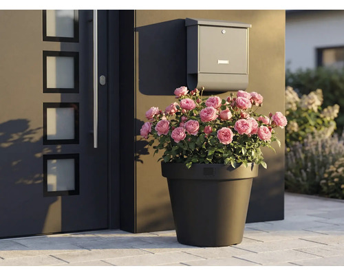 Trandafiri decorativi în ghiveci lângă ușa de la intrare și cutia poștală