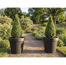 Doi chiparoși conici în jardiniere în grădină.