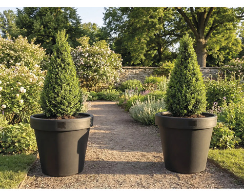 Doi chiparoși conici în jardiniere în grădină.