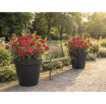 Peisaj de grădină cu trandafiri în jardiniere și o bancă metalică