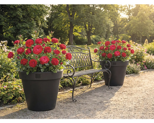 Peisaj de grădină cu trandafiri în jardiniere și o bancă metalică