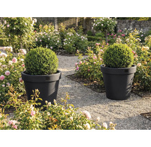 Două ghivece cu bile de buxus într-o grădină