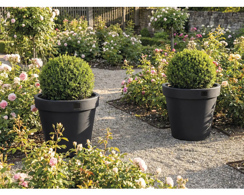 Două ghivece cu bile de buxus într-o grădină