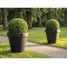 Doi buxus rotunzi în jardiniere pe gazon