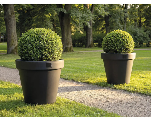 Doi buxus rotunzi în jardiniere pe gazon