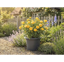 Trandafir galben în ghiveci în grădină