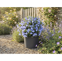 Floricele albastre într-un ghiveci în grădină.