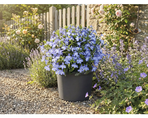 Floricele albastre într-un ghiveci în grădină.