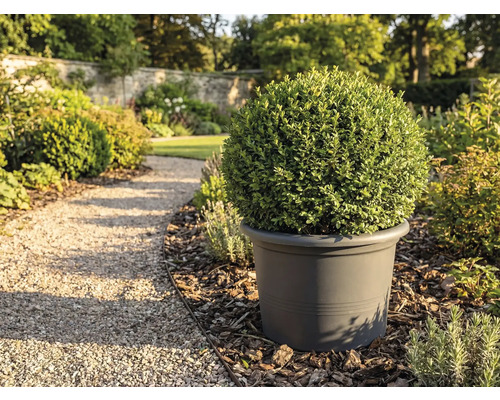 Vedere grădină cu buxus sferic în jardiniere