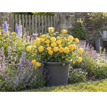 Trandafiri galbeni într-un ghiveci, scenă de grădină