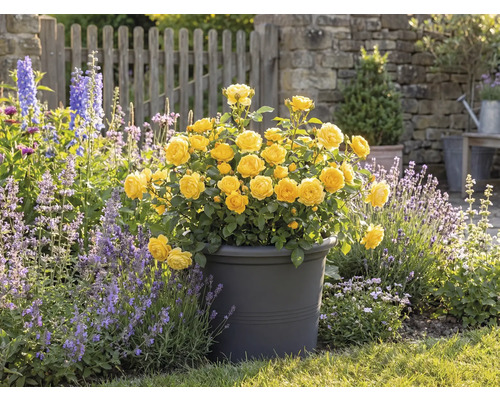 Trandafiri galbeni într-un ghiveci, scenă de grădină