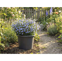 Sol albastru înflorit în ghiveci pe o potecă din grădină