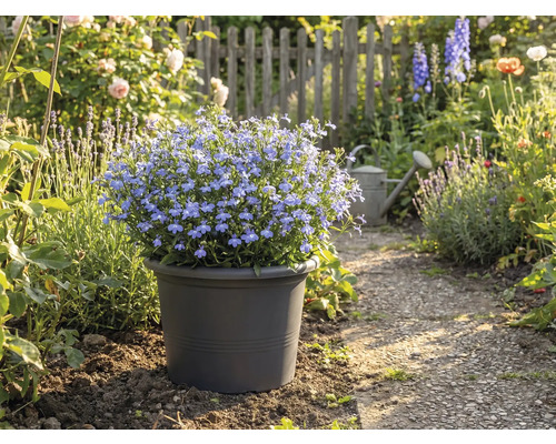 Sol albastru înflorit în ghiveci pe o potecă din grădină