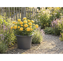 Trandafiri galbeni într-un ghiveci în grădină.