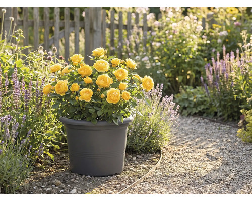 Trandafiri galbeni într-un ghiveci în grădină.