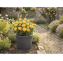 Trandafir galben în ghiveci în grădină.