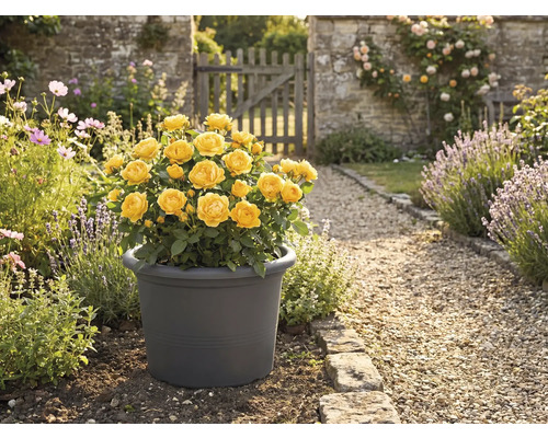 Trandafir galben în ghiveci în grădină.