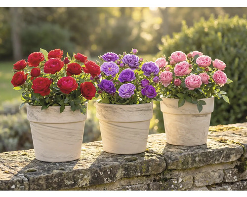 Trei ghivece cu trandafiri roșii, mov și roz pe un zid de piatră