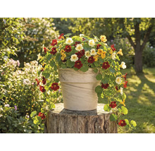 Ghiveci cu capucini pe un butuc de copac în grădină