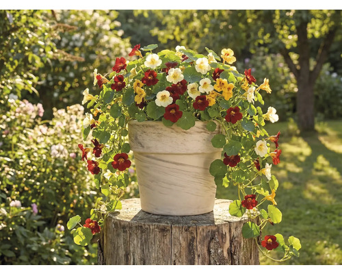 Ghiveci cu capucini pe un butuc de copac în grădină