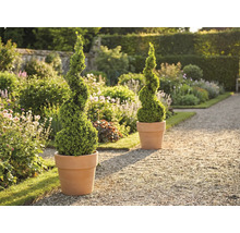 Scenă de grădină cu doi arbuști de buxus spiralati în ghivece