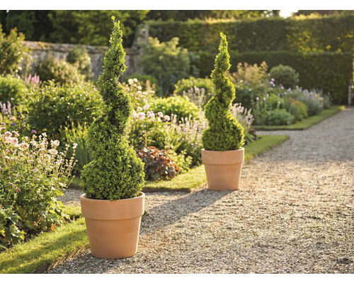 Scenă de grădină cu doi arbuști de buxus spiralati în ghivece